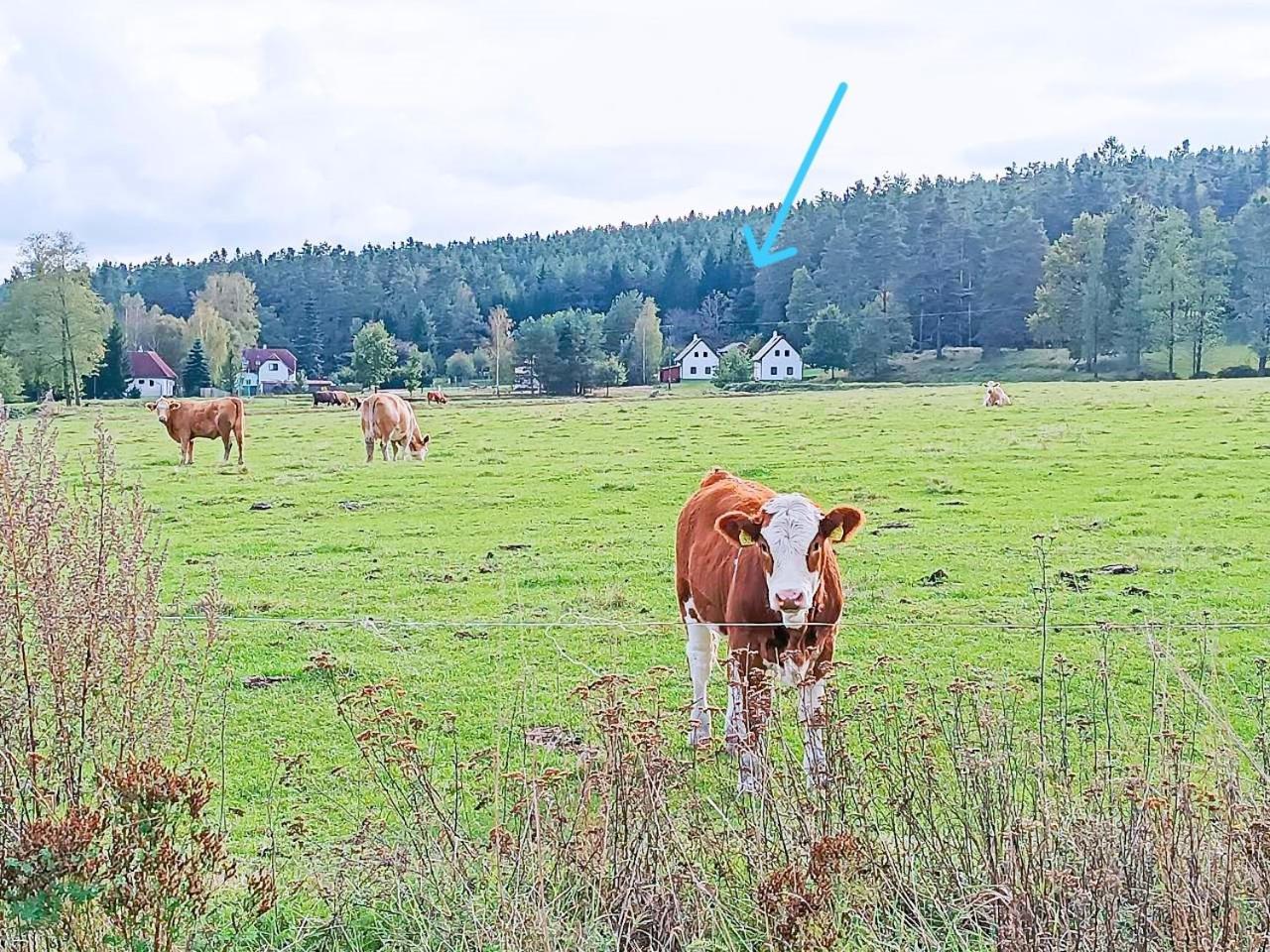 Nová Bystřice Klidna Lokalita Na Kraji Lesa, Cely Dum S Uschovnu Kol 빌라 외부 사진