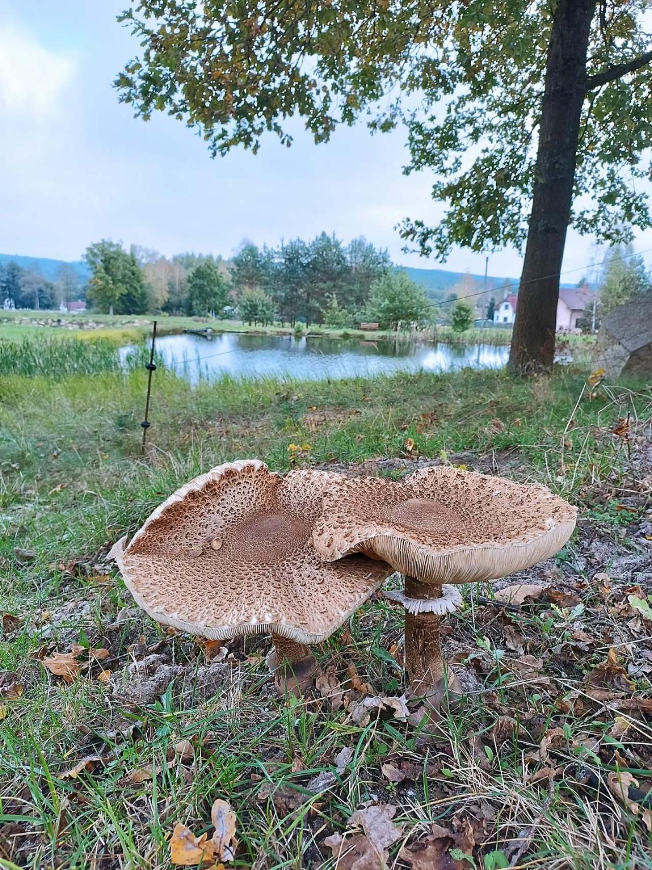 Nová Bystřice Klidna Lokalita Na Kraji Lesa, Cely Dum S Uschovnu Kol 빌라 외부 사진